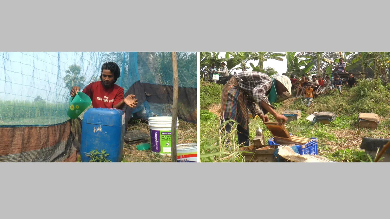 মাদারীপুরে ভ্রাম্যমাণ মধুচাষে সাবলম্বী যুবকরা, তৈরি হচ্ছে নতুন উদ্যোক্তাও