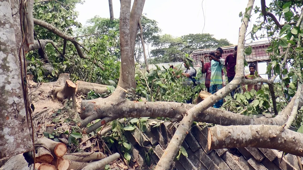 মাদারীপুরে বটগাছ কাটার ঘটনা তদন্তে তিন সদস্যের কমিটি গঠন