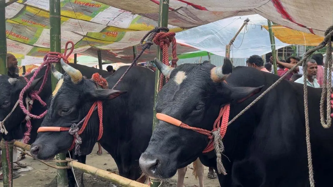 মাদারীপুরে শেষ মুহূর্তে জমে উঠেছে পশুর হাট