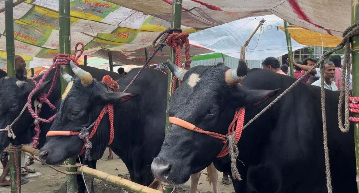 মাদারীপুরে শেষ মুহূর্তে জমে উঠেছে পশুর হাট