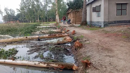 ঝড়ে বাড়ি ক্ষতিগ্রস্ত, মীমাংসার পর জোর করে ১৬ ইউক্যালিপটাস গাছ কর্তন