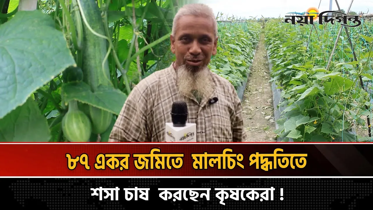 মালচিং পদ্ধতিতে শসা চাষ, মাসে আয় ২ লাভ টাকা