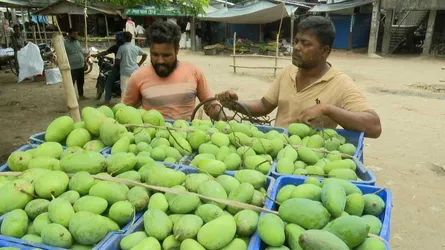 মধুমাসের প্রথম দিনেই রাজশাহীতে শুরু আম নামানোর উৎসব