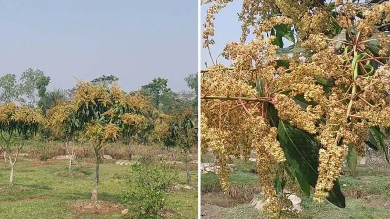 চরফ্যাশনে আমের মুকুলে কৃষকের মনে আশার আলো