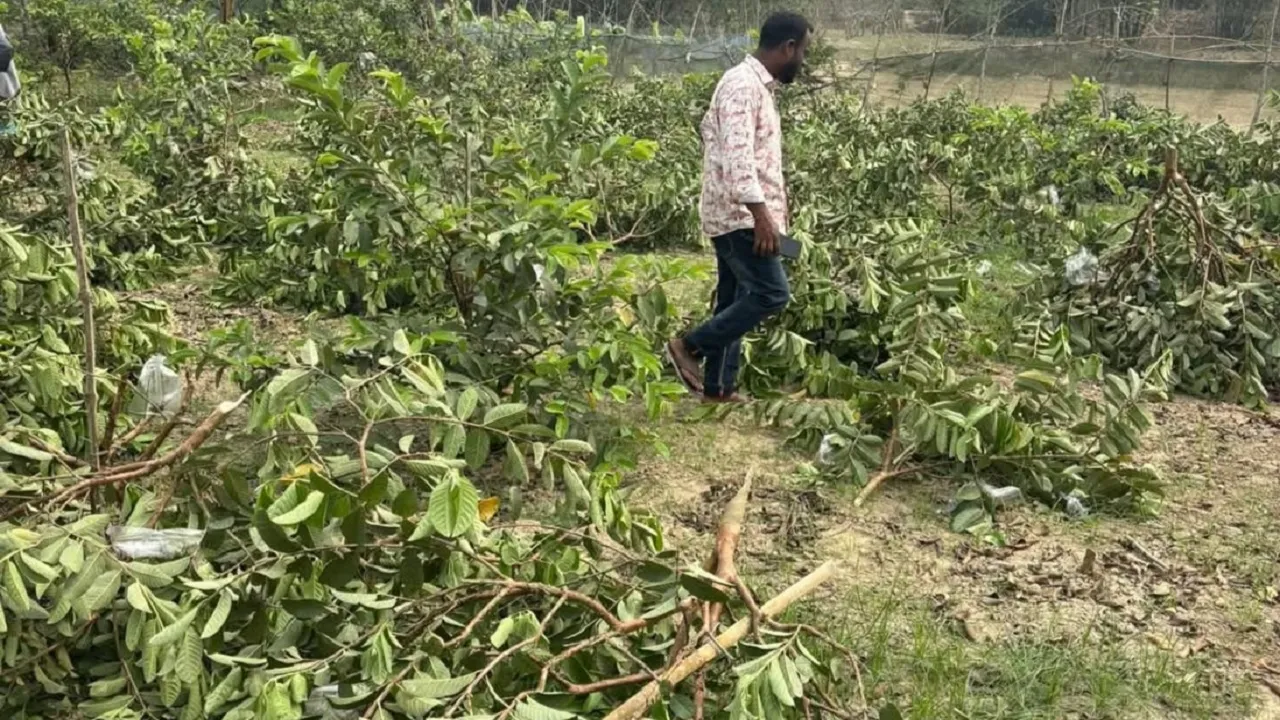 চৌগাছায় এক কৃষকের পিয়ারা বাগান কেটে সাবাড়