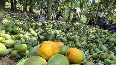 এবার বাংলাদেশের আম যাবে মালয়েশিয়ায়, আসছে প্রতিনিধি দল