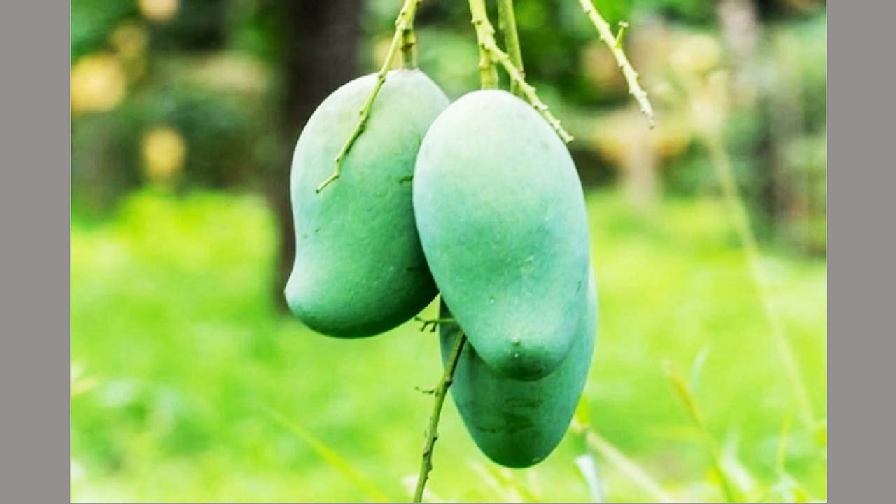 Mango