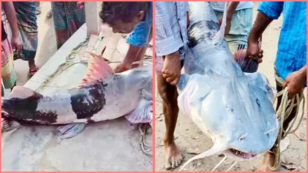 যমুনায় ধরা পড়ল ৪১ কেজির বাঘাইড়, ৫৩ হাজারে বিক্রি