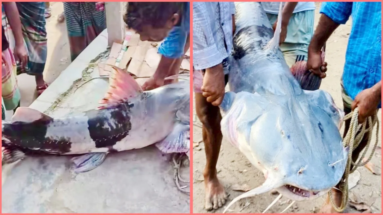 যমুনায় ধরা পড়ল ৪১ কেজির বাঘাইড়, ৫৩ হাজারে বিক্রি
