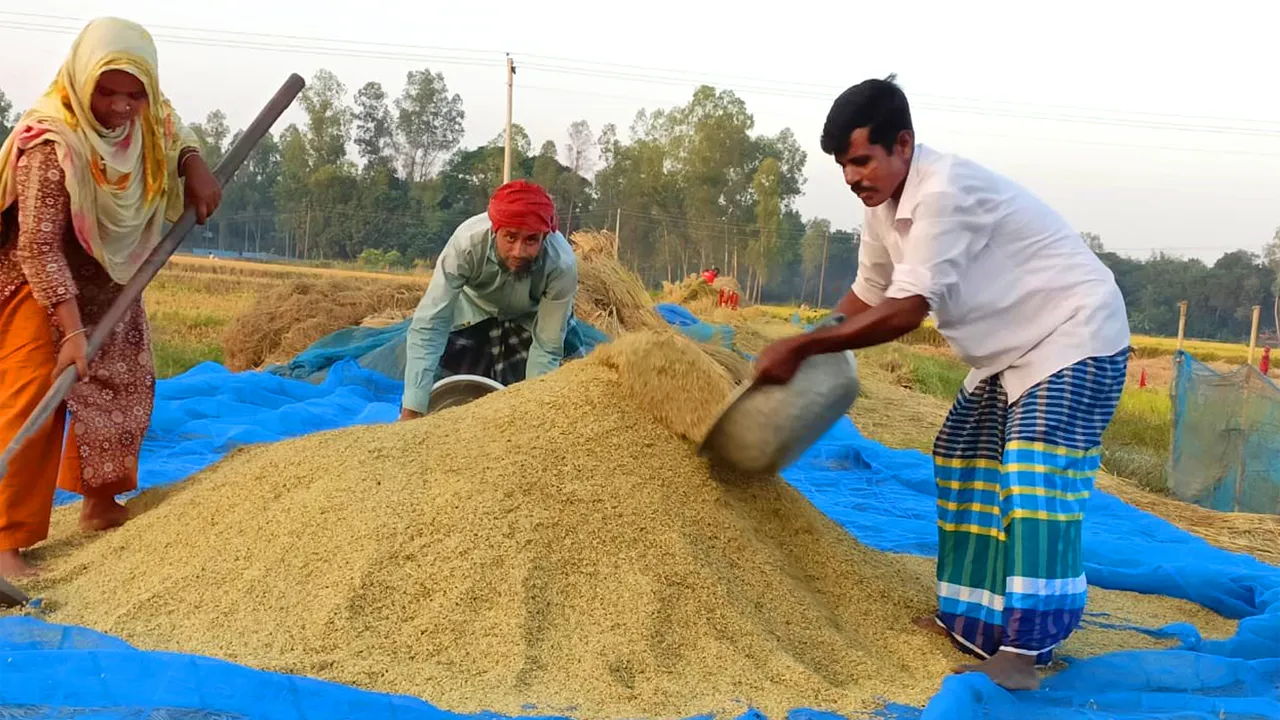 মানিকগঞ্জে হেমন্তের মাঠে নবান্নের হাসি, উৎসবের আমেজ