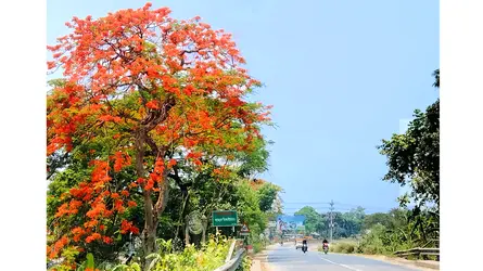 পথে-প্রান্তরে আগুনরাঙা কৃষ্ণচূড়া, কমে যাচ্ছে নান্দনিক ঐতিহ্য