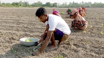 সাটুরিয়ায় ক্ষতি জেনেও থেমে নেই বিষাক্ত তামাক চাষ