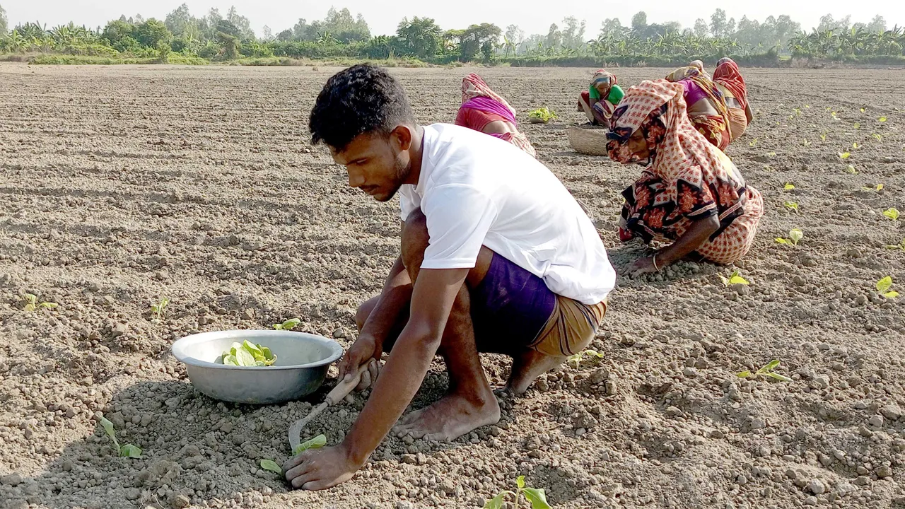সাটুরিয়ায় ক্ষতি জেনেও থেমে নেই বিষাক্ত তামাক চাষ