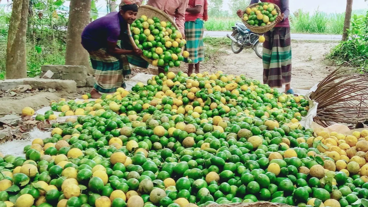ঘিওরে লেবুর দামে আগুন