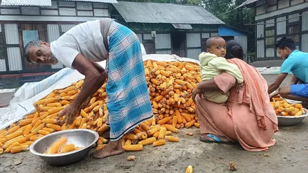 কালবৈশাখীর থাবায় ভুট্টা চাষে বড় ধাক্কা, ফসল পচে যাওয়ার ঝুঁকিতে কৃষক