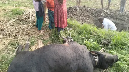 মতলবে লাম্পি স্কিন রোগে আতঙ্কে খামারিরা