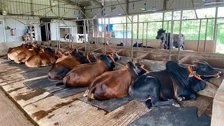 মতলবে কোরবানির পশুর ঘাটতি, ন্যায্য দামের স্বপ্ন খামারিদের