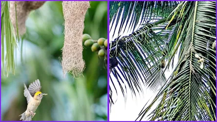তালগাছ না পেয়ে নারিকেল-সুপারী গাছে আশ্রয় নিচ্ছে বাবুই পাখি