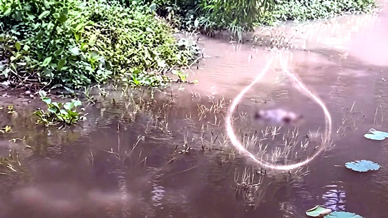 বড়লেখায় খাল থেকে নবজাতকের লাশ উদ্ধার