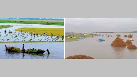 পানির নিচে কৃষকের সোনালি স্বপ্ন, দিশেহারা হাওরপাড়ের মানুষ