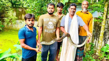 বিশ্ব সাপ দিবসে শ্রীমঙ্গলে লোকালয় থেকে উদ্ধার হলো বিশাল অজগর
