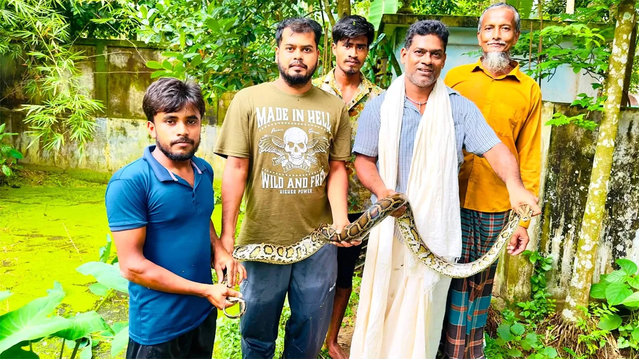 বিশ্ব সাপ দিবসে শ্রীমঙ্গলে লোকালয় থেকে উদ্ধার হলো বিশাল অজগর