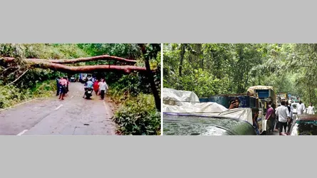 লাউয়াছড়ায় সড়কে গাছ পড়ে যান চলাচল বন্ধ, ভোগান্তির শিকার যাত্রীরা