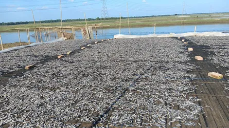 কাউয়াদিঘি হাওরপাড়ে বছরে দেড় কোটি টাকার শুঁটকি উৎপাদন