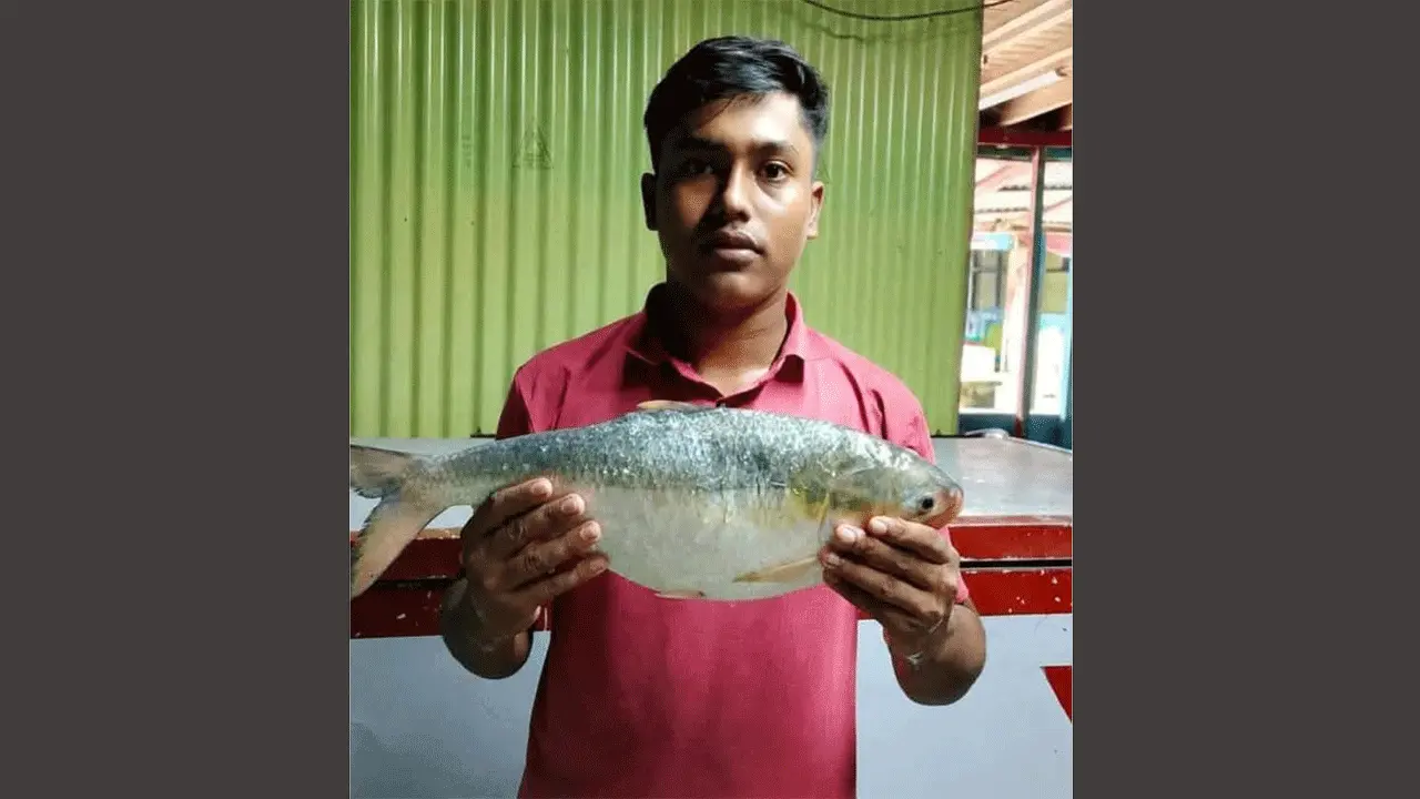 মেঘনায় জেলের জালে ২ কেজি ওজনের ইলিশ