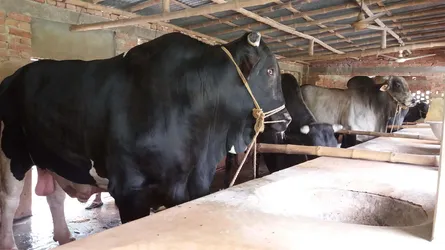 চট্টগ্রামের ব্যবসায়ী ও সিলেটের প্রবাসীদের দিকে তাকিয়ে মেহেরপুরের খামারিরা