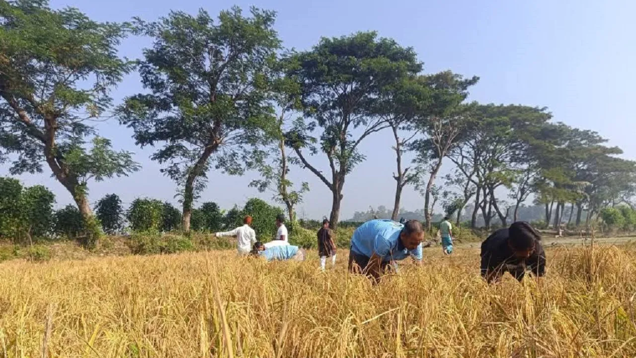 মিরসরাইয়ে কৃষকদলের উদ্যোগে ধান কাটা উৎসব