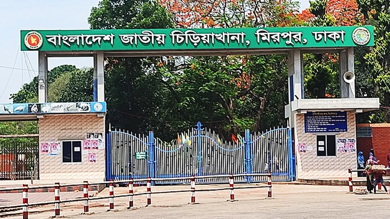 মিরপুর চিড়িয়াখানার খাঁচা থেকে বের হয়ে যাওয়া সিংহী ২ ঘণ্টা পর নিয়ন্ত্রণে