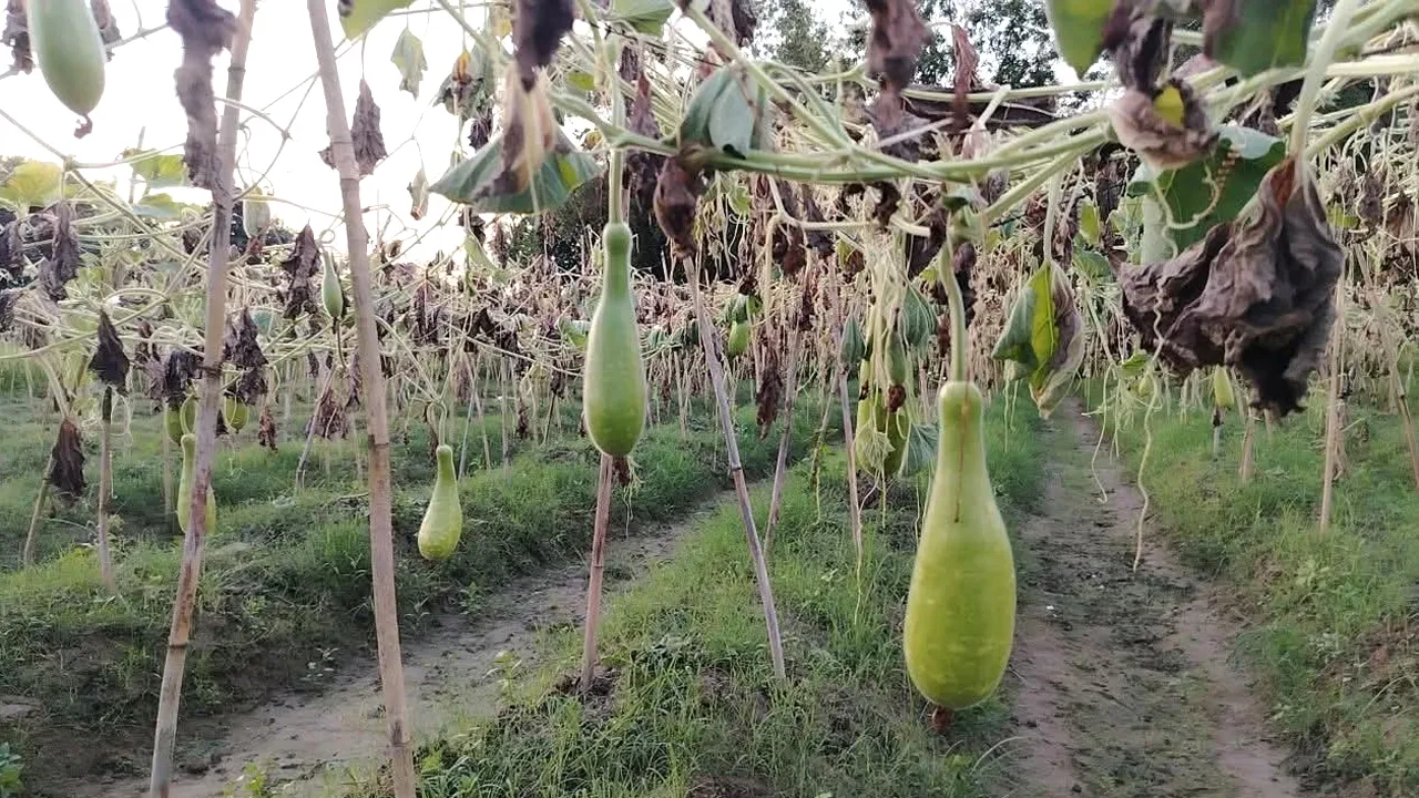 কৃষকের ৪০০ লাউ গাছ কেটে দিলো দুর্বৃত্তরা