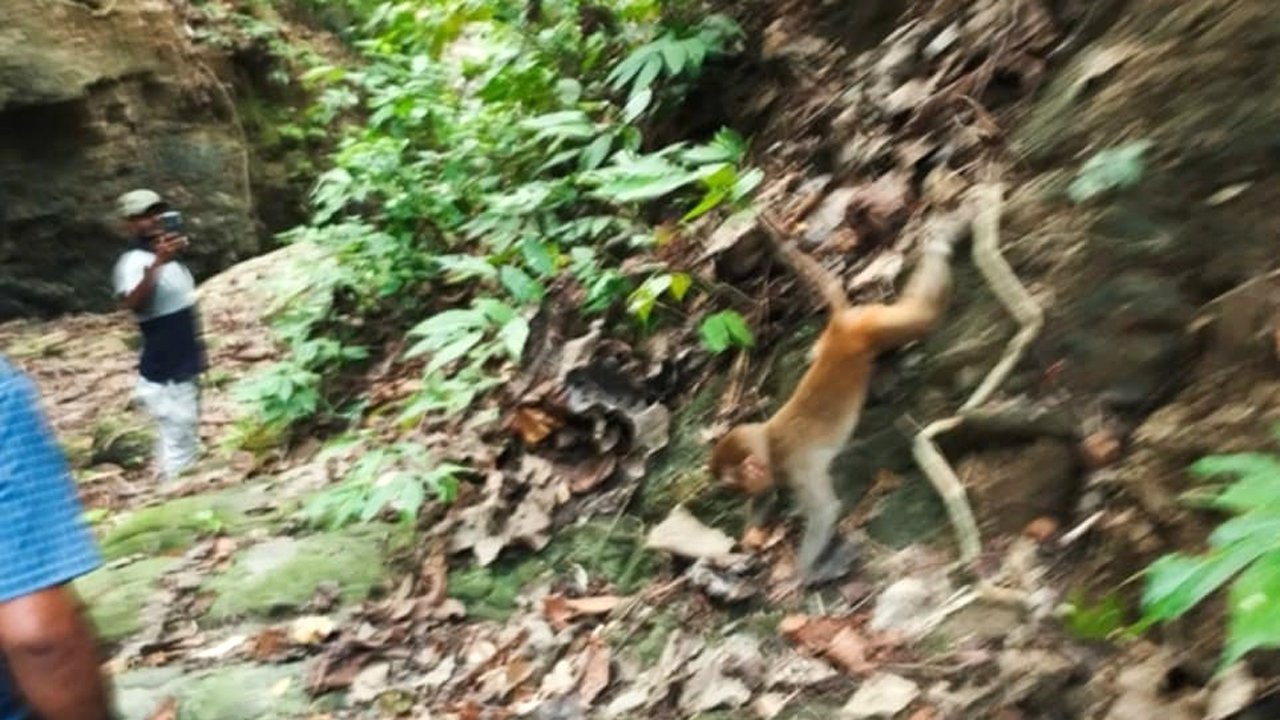 Mirsarai forest