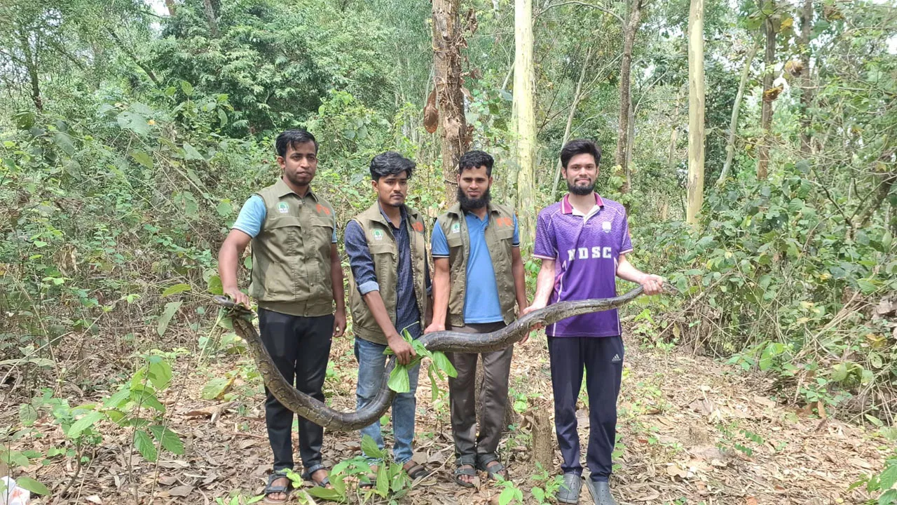 মিরসরাইয়ে লোকালয়ে অজগর, পাহাড়ে অবমুক্ত