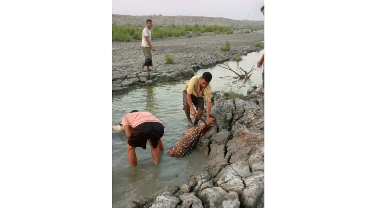 মিরসরাইয়ে প্রকাশ্যে হরিণ জবাই, ভিডিও ভাইরাল