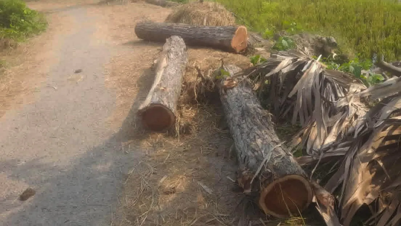 মহাদেবপুরে বিএনপি নেতার ‘স’ মিল থেকে সরকারি গাছ জব্দ