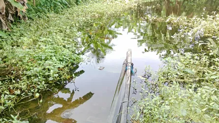 মোংলায় পুকুর থেকে নবজাতকের লাশ উদ্ধার