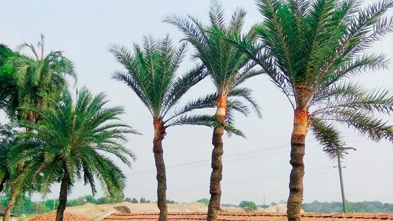 খেজুর গাছ থেকে পড়ে সন্ন্যাসীর মৃত্যু