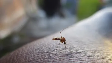 আইসল্যান্ডে প্রথমবারের মতো মশার সন্ধান