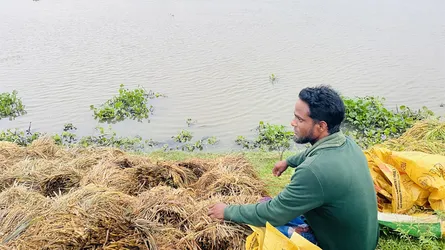 বর্গাচাষী হান্নানের স্বপ্ন ডুবে গেল হাওরের পানিতে  মৌলভীবাজার প্রতিনিধি