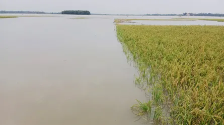 কমলগঞ্জে পাহাড়ি ঢলে তলিয়ে গেছে হাওরের ধান, কৃষকরা হতাশ