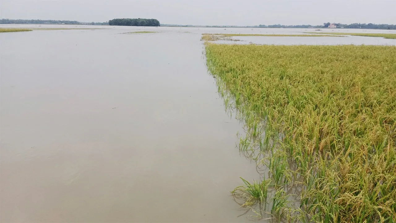 কমলগঞ্জে পাহাড়ি ঢলে তলিয়ে গেছে হাওরের ধান, কৃষকরা হতাশ