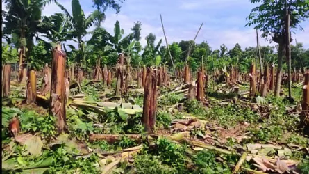 মুক্তাগাছায় প্রতিপক্ষের ৩ হাজার কলাগাছ কেটে দিলো যুবলীগ নেতা