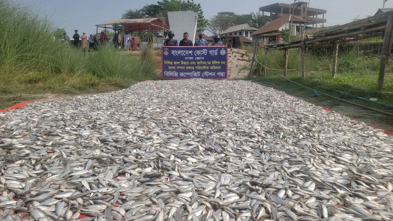 লৌহজংয়ে কোস্ট গার্ডের অভিযানে ৩৮০০ কেজি জাটকা জব্দ