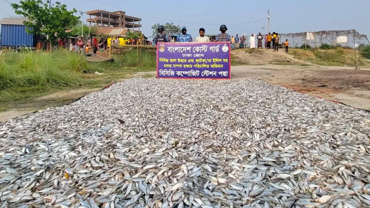 লৌহজংয়ে কোস্ট গার্ডের অভিযানে ২০ লাখ টাকার জাটকা জব্দ