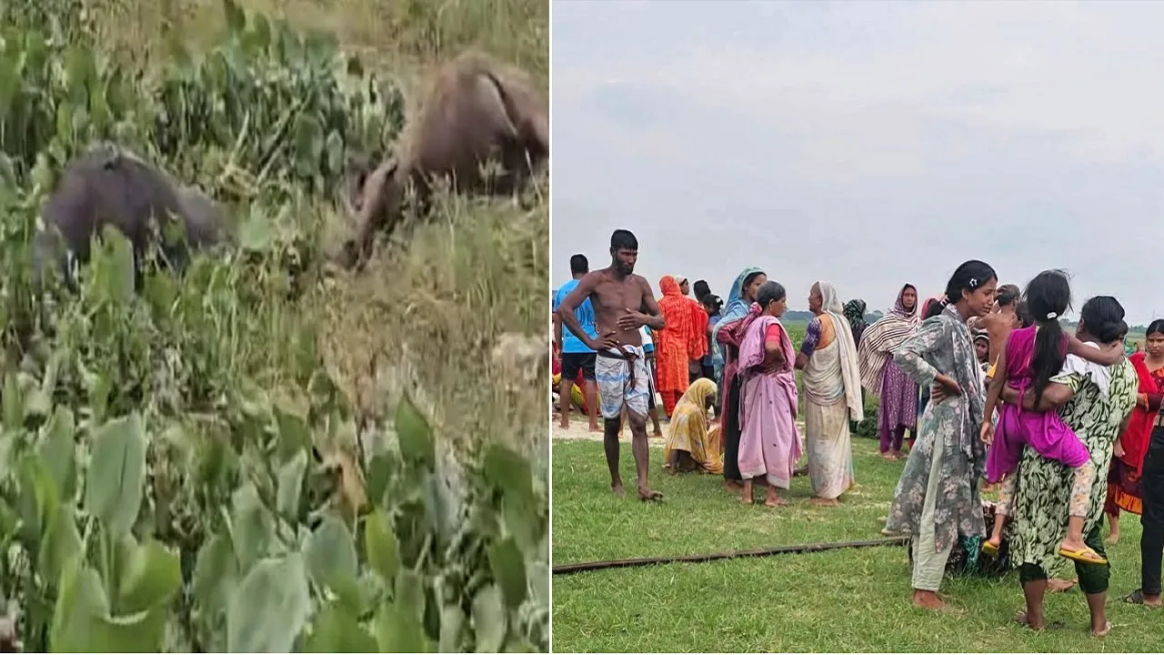 জোয়ারের পানিতে ভেসে গেল শতাধিক গরু, নিঃস্ব কৃষকদের আহাজারি