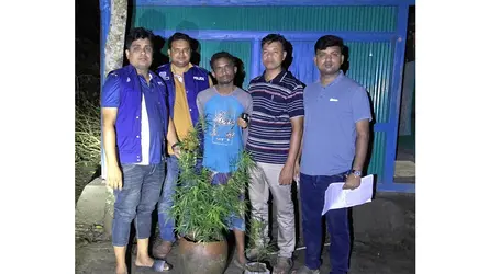 মুরাদনগরে বাড়ির আঙিনায় গাঁজা চাষ, অটোচালক গ্রেফতার