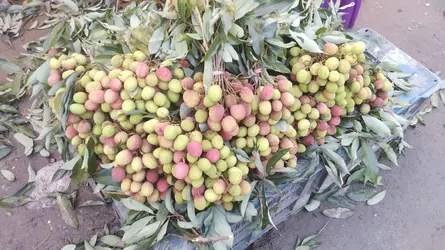 ময়মনসিংহে অপরিপক্ব লিচুতে সরগরম বাজার, প্রতারিত ক্রেতারা