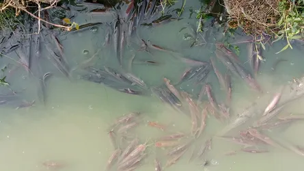 মুক্তাগাছায় পুকুরে বিষ দিয়ে মাছ নিধন